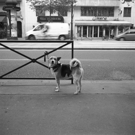 Dog in Paris