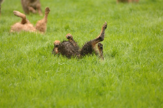 Otter Hounds