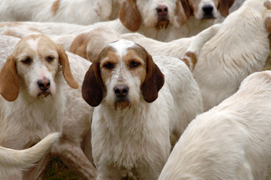 Fox Hounds