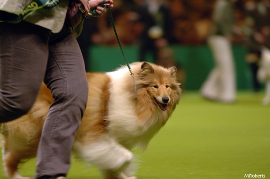 crufts winner