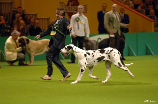 dogs6