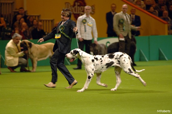 Crufts Great Dane