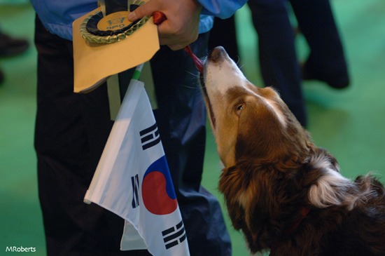 crufts agility winner