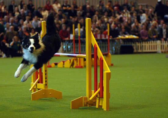 Crufts agility